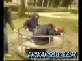 Columpio movido por moto! casi vuelan!