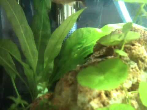 how to care molly babies