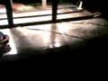videos de Seedling(jaipur) Vs IIT Bombay