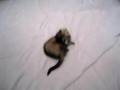 Isabela Playing