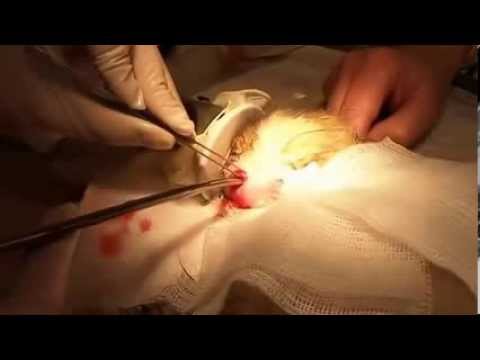 how to remove pus