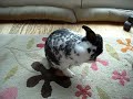 my adorible bunny!!