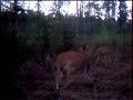 Whitetail Deer North Carolina Cutawhiskie Creek Outfitters