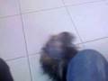 videos de Yorkshire Charlie truques