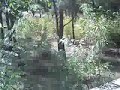 AirSoft Action Video from Republic Georgia AirSoft Action Video from Republic Georgia