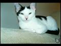 kitler Barrage ( with koniggratzer ) kitler Barrage ( with koniggratzer )