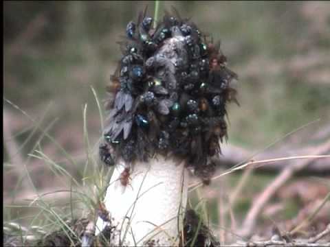 how to kill stinkhorn fungus