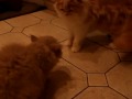 Britisch Kurzhaar & Langhaar von Fueberg - Meggie & Valentin