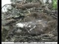 Is this Lady laying her third egg - SCOTTISH WILDLIFE TRUST