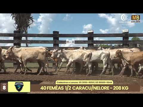 1� LEIL�O EXPOJUINA - 2026