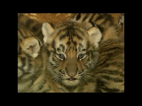 Sizihar/China: Fnf Tigerbabys geboren