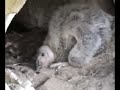 California Condor Cliff Nest Part 2 California Condor Cliff Nest Part 2