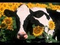 Dairy Free For Acne! (Does Dairy Cause Acne? Why? Hormones? Diet and acne? Pimples? Breakouts?)