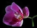 Orchid TIme Lapse 1