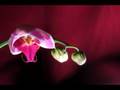Orchid TIme Lapse 1
