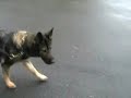 Mitt möte med Hundförarna på Dulles airport Washington 2008