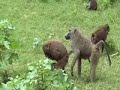 Baboon