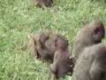 Baboon
