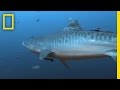 Turtle Takes on a Shark