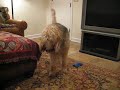 Lucy Grumbling