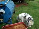 Icy gets washed up after playing frisbee