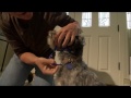 Holt Walking Collar
