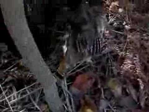 American Water Spaniel retrieving a ...
