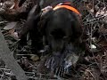 American Water Spaniel retrieving a Ruffed Grouse