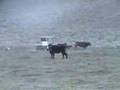 Mad Cow
