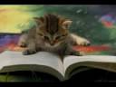 Super Cute Kittys part one!