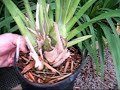 Cymbidiums Cymbidiums