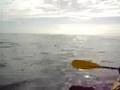 Dolphins surround a Kaikoura Kayaks tour