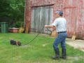 potbelly pig walk potbelly pig walk