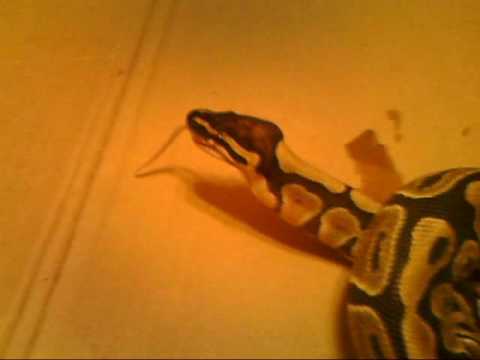 Ball Python Razaq