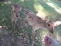 Deer petting in japan