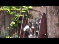 Pigs jumping and swimming 