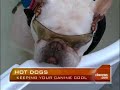 Keep Fido Cool In the Heat