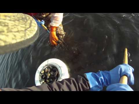 how to harvest quahogs
