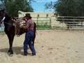 Freya - first steps to saddle train