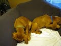 HANK AND HOWIE HOWLING HANK AND HOWIE HOWLING