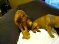 Bloodhound