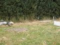 Flyball 1