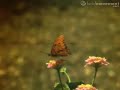 Butterfly taking flight in slow motion.