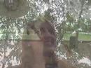 Scrito Scrito