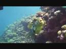Cool Box Fish Cool Box Fish