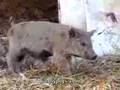 Mangalitsa-Berkshire Piglet Scratching