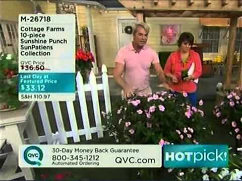 how to collect echinops seeds