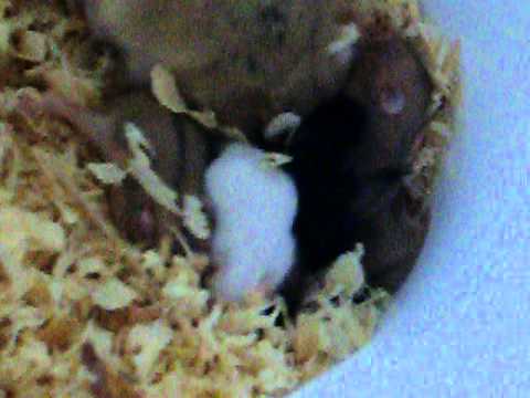 how to care white rat