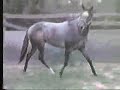 Reinvested -ApHC Stallion