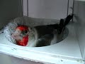 Darrrrek - Breeding carduelis major26